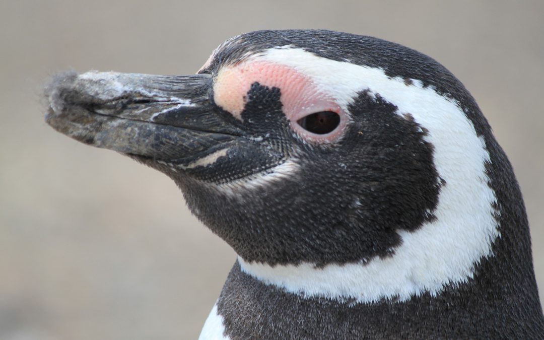 Away with the Penguins: A trip to Isla Martillo