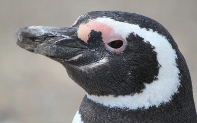 Away with the Penguins: A trip to Isla Martillo