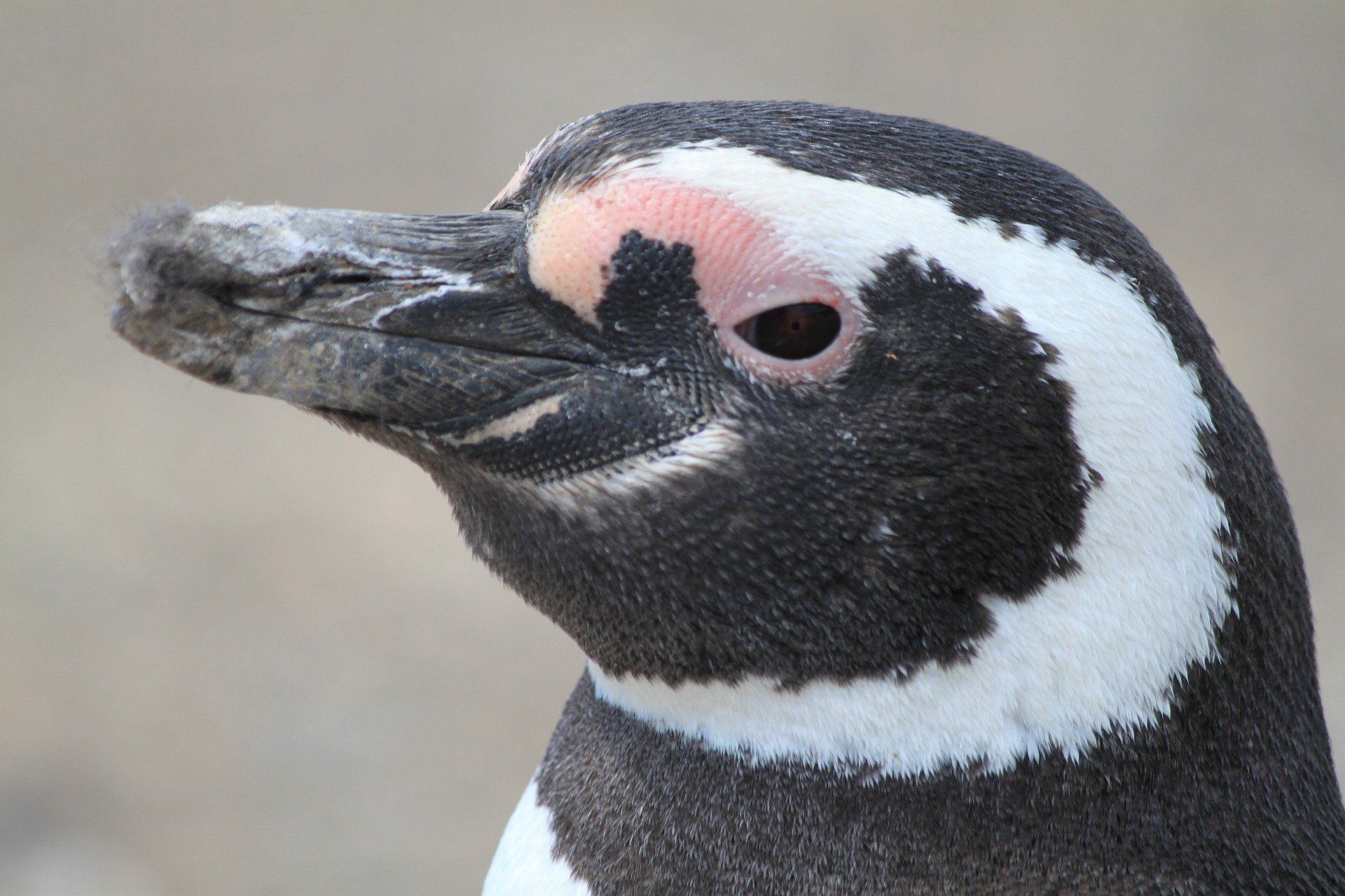 Penguins